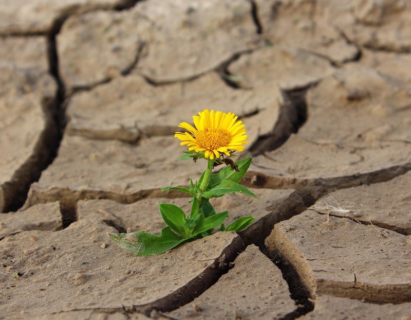 Triumphs Over Adversity